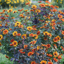 Image result for Heliopsis scabra