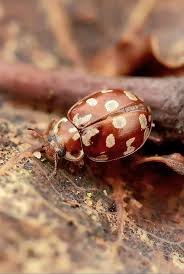 Attēlu rezultāti vaicājumam “Myrrha octodecimguttata”