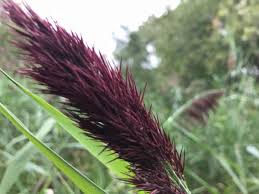 Attēlu rezultāti vaicājumam “Phragmites communis flower”