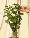 Aralia Fabian Stump - Polyscias Scutellaria - Plantquility ...