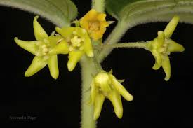 Attēlu rezultāti vaicājumam “Vincetoxicum hirundinaria flower”