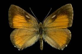 Attēlu rezultāti vaicājumam “Lycaeniinae”