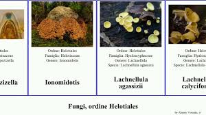 Attēlu rezultāti vaicājumam “Lachnellula willkommii”