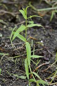 Attēlu rezultāti vaicājumam “Veronica scutellata fruit”