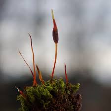 Attēlu rezultāti vaicājumam “Barbula unguiculata”