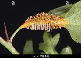 Attēlu rezultāti vaicājumam “Gymnosporangium sp.”