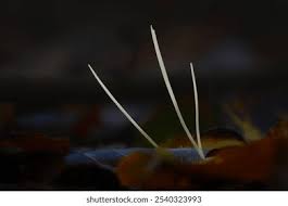 Attēlu rezultāti vaicājumam “Macrotyphula juncea”