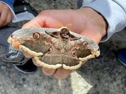 Attēlu rezultāti vaicājumam “Saturnia pavonia”