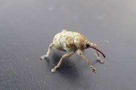 Attēlu rezultāti vaicājumam “Curculio venosus”