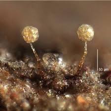 Attēlu rezultāti vaicājumam “Physarum bryocorticola macro”