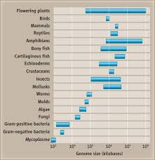 Image result for genome sizes