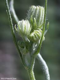 Attēlu rezultāti vaicājumam “Crepis tectorum flower”