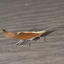 Attēlu rezultāti vaicājumam “Ypsolopha dentella”