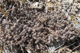 Attēlu rezultāti vaicājumam “Racomitrium heterostichum”