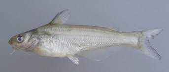 Image result for Ictalurus furcatus