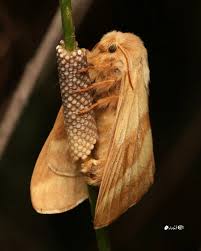 Attēlu rezultāti vaicājumam “Malacosoma neustria”