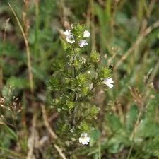 Image result for Euphrasia stricta