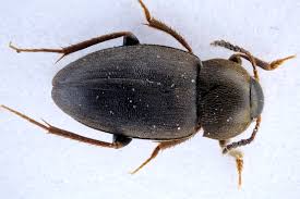 Attēlu rezultāti vaicājumam “Leiodidae”