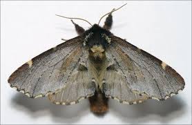 Attēlu rezultāti vaicājumam “Odontosia carmelita”