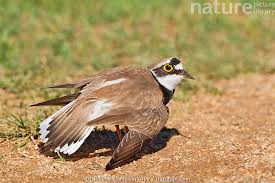 Attēlu rezultāti vaicājumam “Charadrius dubius”