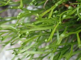 Attēlu rezultāti vaicājumam “Saelania glaucescens sporophyte”