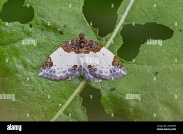 Attēlu rezultāti vaicājumam “Mesoleuca albicillata”