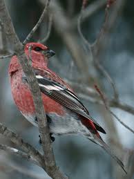 Attēlu rezultāti vaicājumam “Pinicola enucleator”