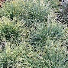 Attēlu rezultāti vaicājumam “Festuca ovina flower”
