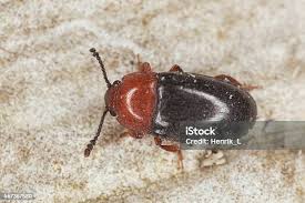 Attēlu rezultāti vaicājumam “Triplax russica”