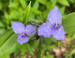 Attēlu rezultāti vaicājumam “Tradescantia virginiana flower”