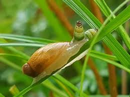 Attēlu rezultāti vaicājumam “Leucochloridium paradoxum”