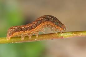 Attēlu rezultāti vaicājumam “Xestia baja”