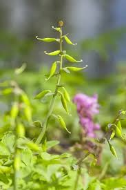 Attēlu rezultāti vaicājumam “Corydalis cava flower”