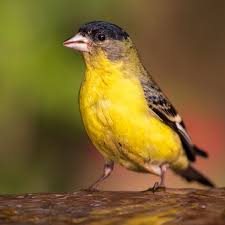 Attēlu rezultāti vaicājumam “Carduelis carduelis adult”