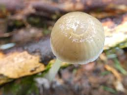 Attēlu rezultāti vaicājumam “Mycena epipterygia”