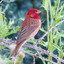 Attēlu rezultāti vaicājumam “Carpodacus erythrinus adult”