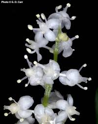 Attēlu rezultāti vaicājumam “Maianthemum bifolium flower”