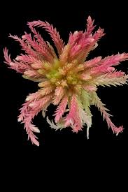 Attēlu rezultāti vaicājumam “Sphagnum warnstorfii”