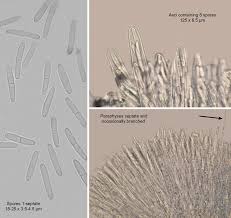 Attēlu rezultāti vaicājumam “Mitrula paludosa”