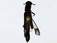 Attēlu rezultāti vaicājumam “Lymexylidae”