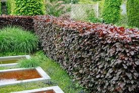 Attēlu rezultāti vaicājumam “Fagus sylvatica fo. purpurea female flower”