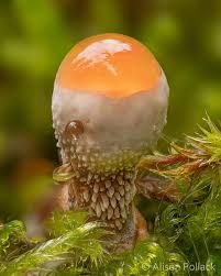 Attēlu rezultāti vaicājumam “Ceratiomyxa morchella young”