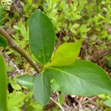 Attēlu rezultāti vaicājumam “Aronia melanocarpa leaf”
