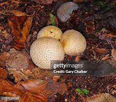 Attēlu rezultāti vaicājumam “Scleroderma citrinum”