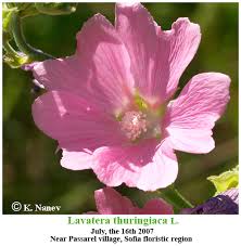 Image result for Lavatera thuringiaca