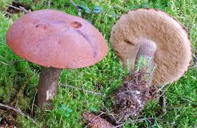 Attēlu rezultāti vaicājumam “Leccinum vulpinum”