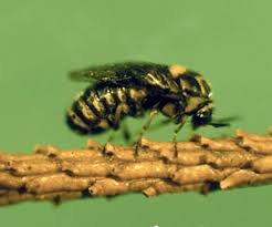 Attēlu rezultāti vaicājumam “Diprionidae cocoon”