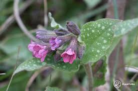 Attēlu rezultāti vaicājumam “Pulmonaria angustifolia fruit”