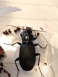 Attēlu rezultāti vaicājumam “Pterostichus niger”