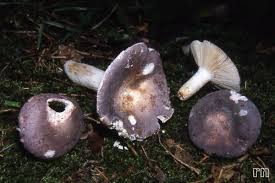 Attēlu rezultāti vaicājumam “Russulales”